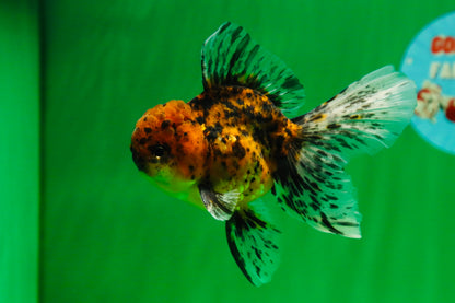 [SINGLE] Tiger Oranda Male 4.5 inches #081525SO_01