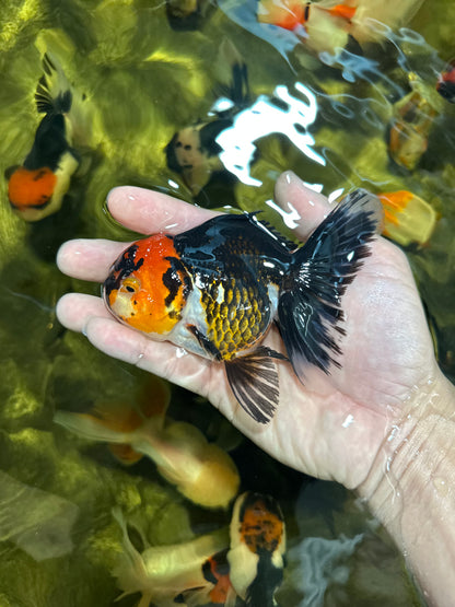 [COUPLE] Red Head Male & Tricolor Female Oranda 4.5 inches #051625CO_10