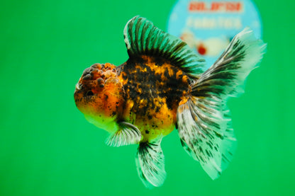 [SINGLE] Tiger Oranda Male 4.5 inches #090525SO_09