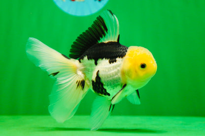 [SINGLE] Panda Male Oranda 4.5-5 inches #080125SO_08