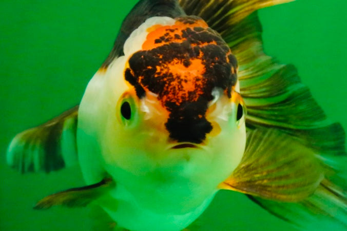 [SINGLE] Tricolor Oranda Female 4.5 inches #112125SO_08