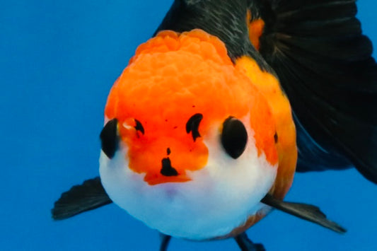 [SINGLE] Tricolor Button Eyes Oranda Female 4-4.5 inches #030626SO_07