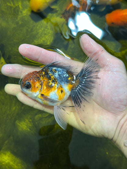 [SINGLE] Calico Oranda Male 4.5 inches #112924SO_14