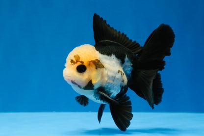 [SINGLE] Panda Button Eyes Oranda Male 4 inches #030626SO_06