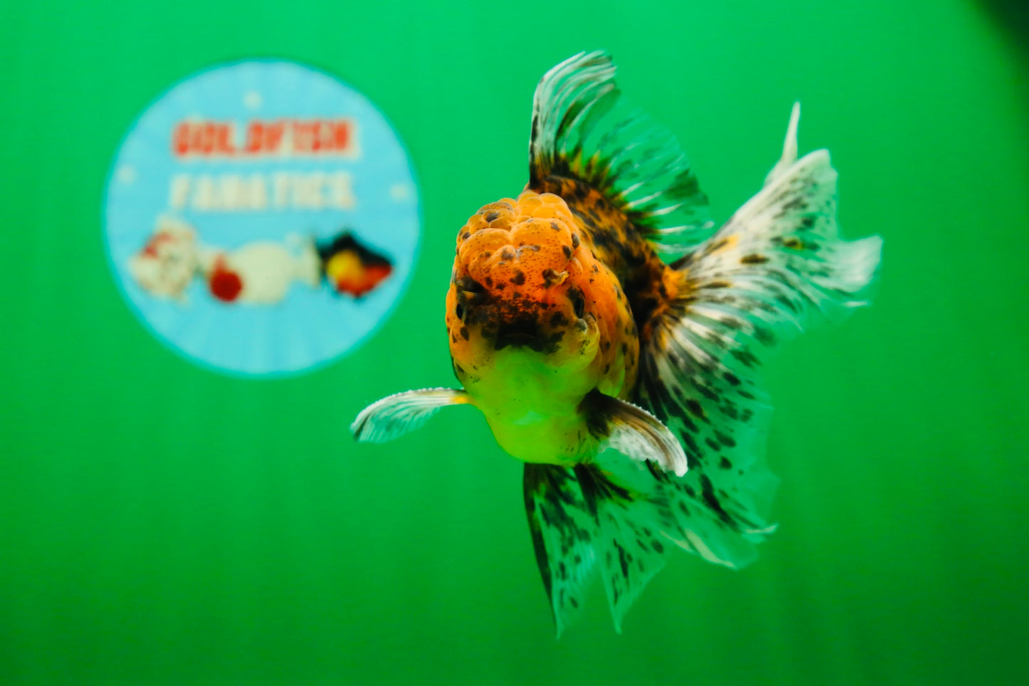 [SINGLE] Tiger Oranda Male 4.5 inches #081525SO_01