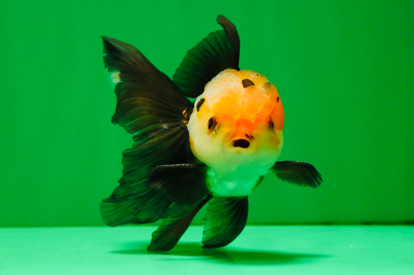 [SINGLE] Tricolor Male Oranda 4.5 inches #101025SO_09