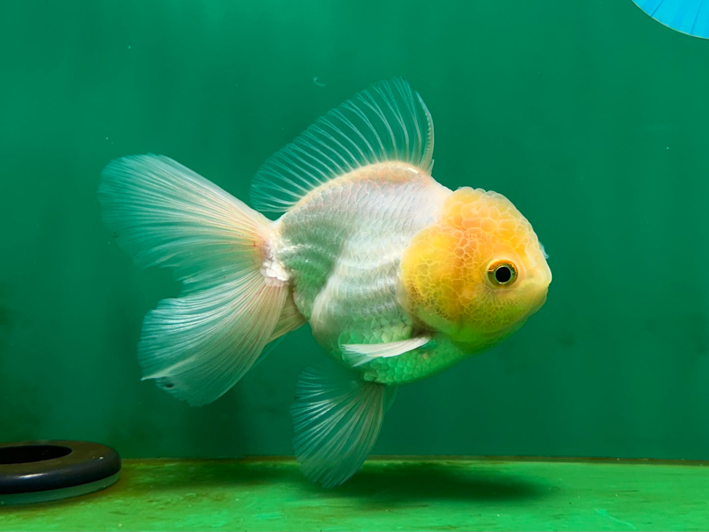 [SINGLE] White Oranda Male 4.5 inches #060625SO_03