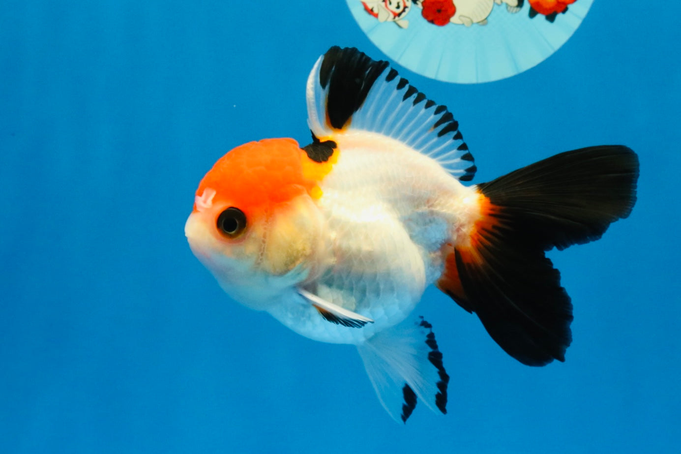 [SINGLE] Tricolor Oranda Female 4-4.5 inches #041026SO_06