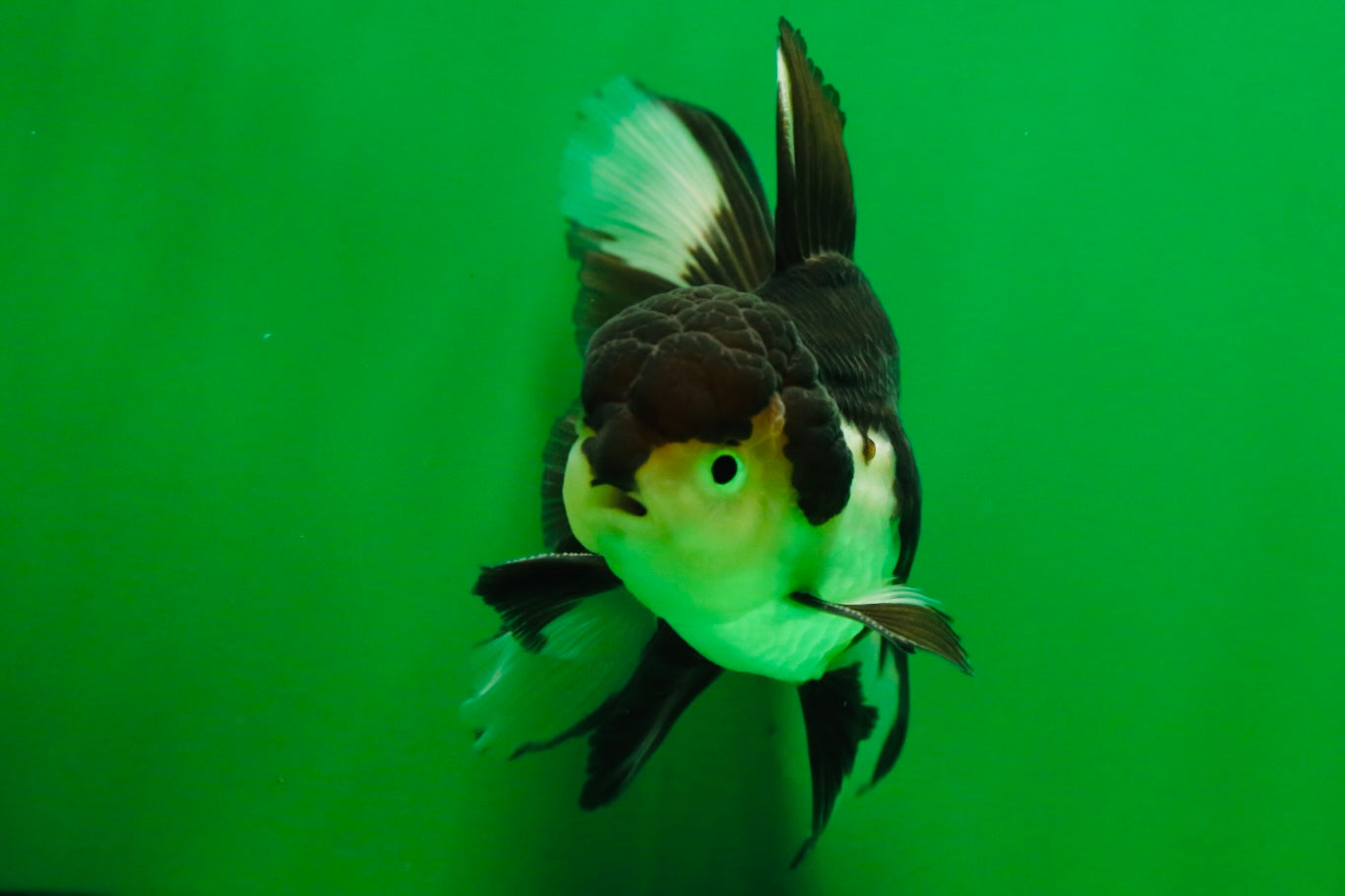 [SINGLE] Panda Male Oranda 4.5-5 inches #080125SO_07