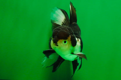 [SINGLE] Panda Male Oranda 4.5-5 inches #080125SO_07