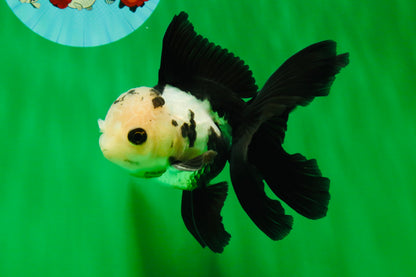 [SINGLE] Panda Button Eyes Oranda Male 4-4.5 inches #122024SR_03