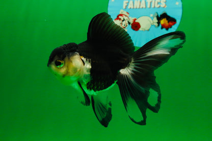 [SINGLE] Panda Oranda Female 4.5 inches #082225SO_10