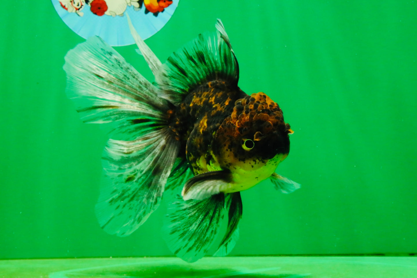[SINGLE] Tiger Oranda Male 5 inches #103125SO_02