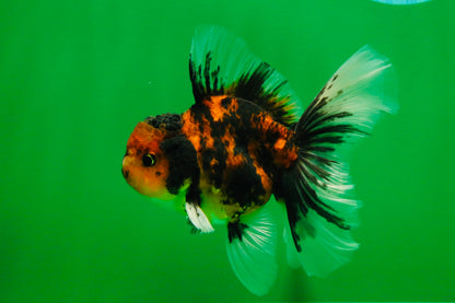 [SINGLE] Stunning Fluffy Wen Tiger Oranda Male 4 inches #011725SO_02