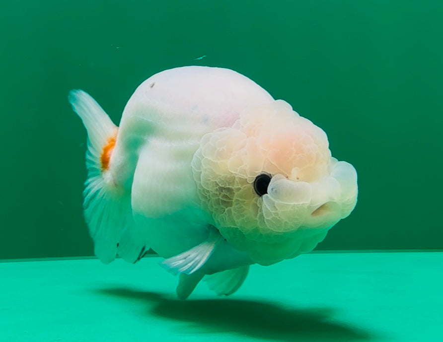 [SINGLE] White Sakura Lionchu Male 4.5 inches #070425SL_07