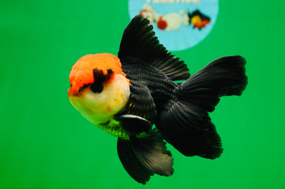 [SINGLE] Tricolor Oranda Male 4-4.5 inches #080825SO_14