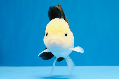 [SINGLE] Panda Oranda Female 4.5 inches #031326SO_02
