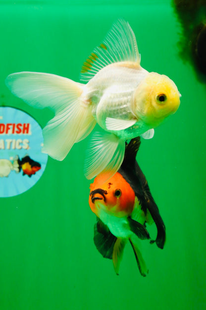 [COUPLE] White Male & Apache Female Oranda 4-4.5 inches #101025CO_04