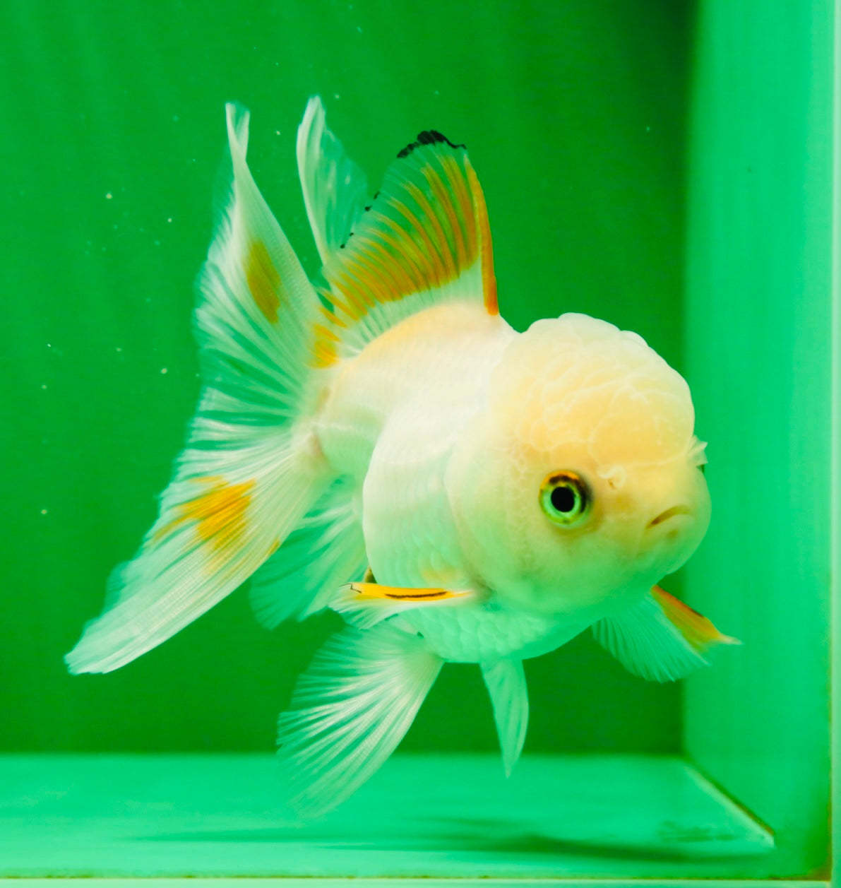 [SINGLE] Orange White Beauty Oranda Female 4.5 inches #041125_07