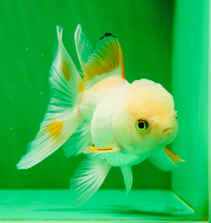 [SINGLE] Orange White Beauty Oranda Female 4.5 inches #041125_07