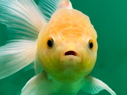 [SINGLE] White Oranda Male 4.5 inches #060625SO_03