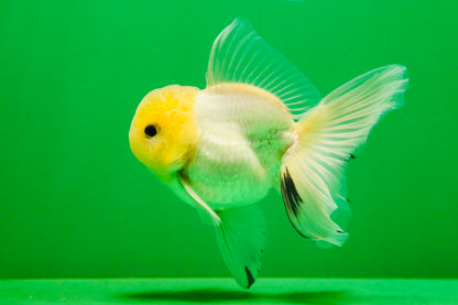 [SINGLE] White Button Eyes Oranda Male 4-4.5 inches #080125SO_15