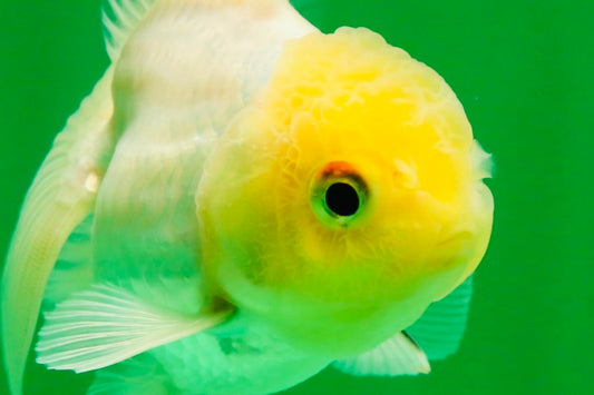 [SINGLE] White Male Oranda 4 inches #101025SO_10