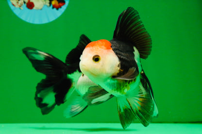 [COUPLE] Tricolor Male & Panda Female Oranda 4.5 inches #101025CO_02
