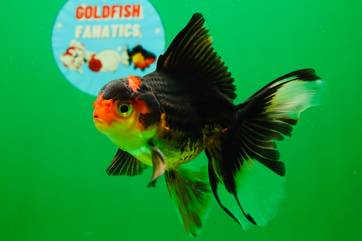 [SINGLE] Tricolor Male 5 inches #101725SO_03