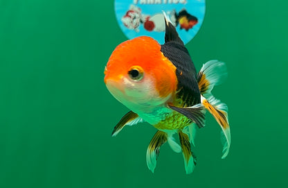 [SINGLE] Tricolor Oranda Male 4-4.5 inches #062725SO_11