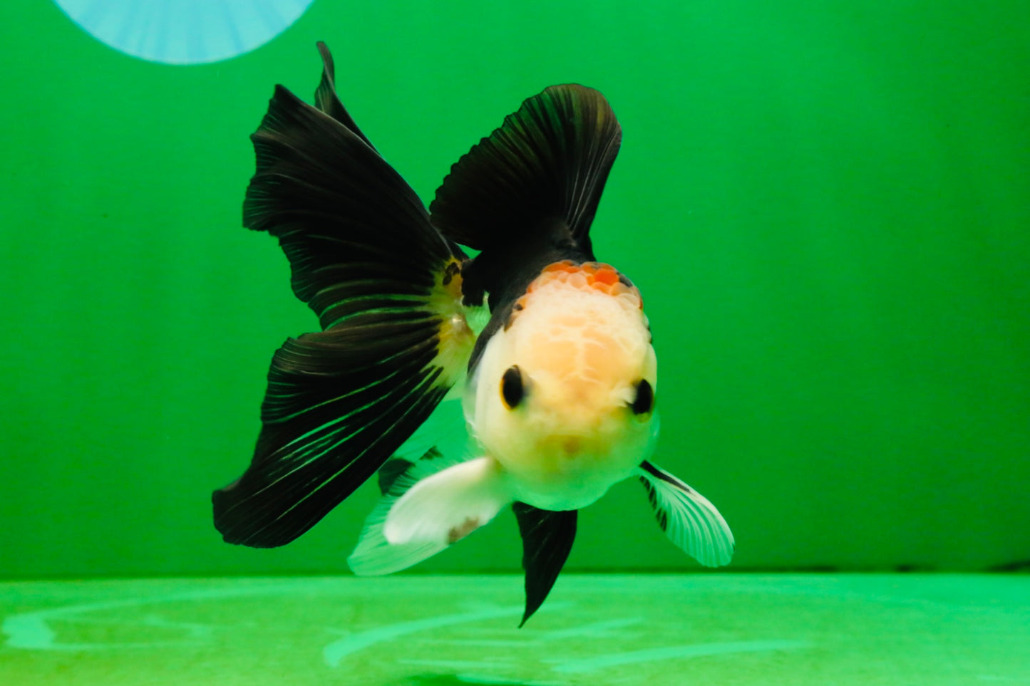 [SINGLE] Tricolor Oranda Male 4-4.5 inches #103125SO_01
