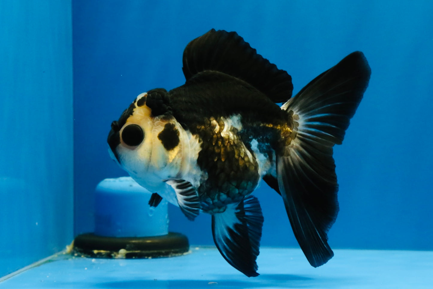 [SINGLE] Panda Oranda Female 4-4.5 inches #041026SO_03