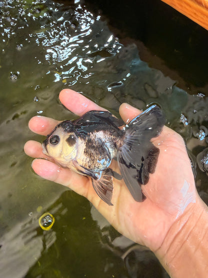 [SINGLE] Panda Oranda Female 4-4.5 inches #041026SO_03