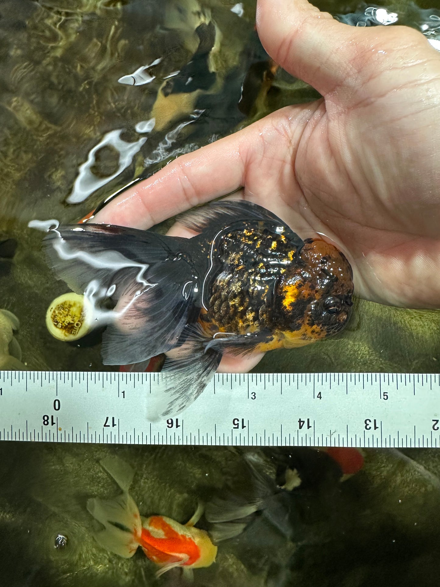 [COUPLE] Tiger Male & Panda Female Oranda 4.5 inches #101025CO_06