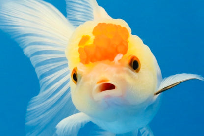 [SINGLE] Red White Oranda Female 4 inches #032026SO_01