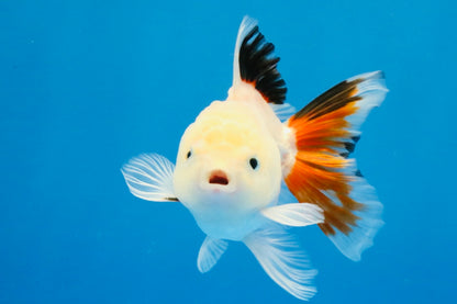 [SINGLE] Tricolor Oranda Male 4 inches #032026SO_05