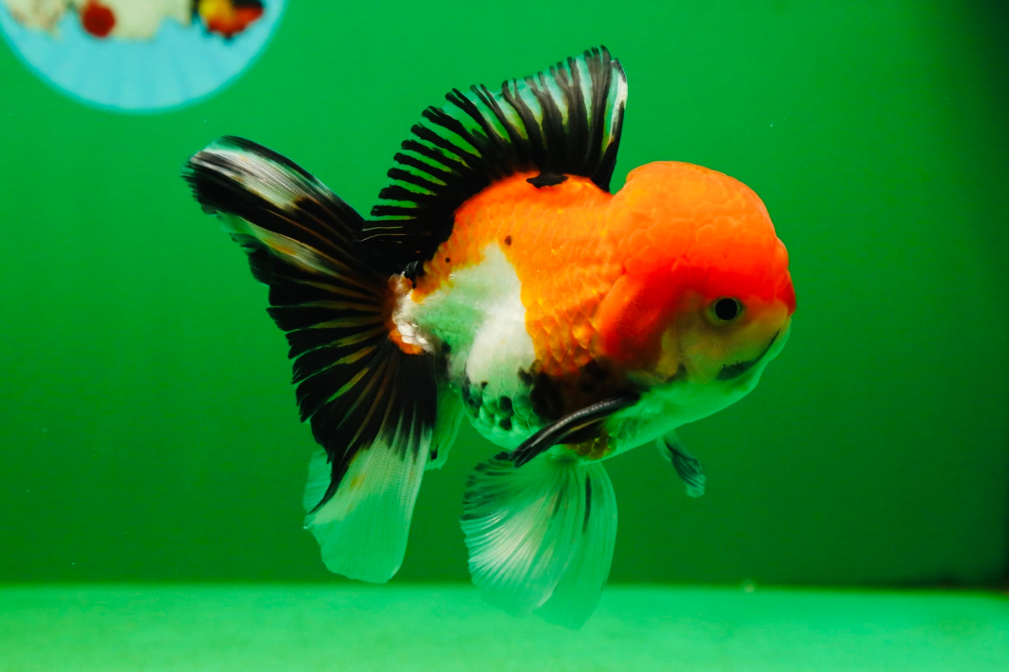 [SINGLE] Tricolor Male Oranda 4.5-5 inches #080125SO_13
