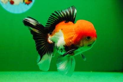 [SINGLE] Tricolor Male Oranda 4.5-5 inches #080125SO_13