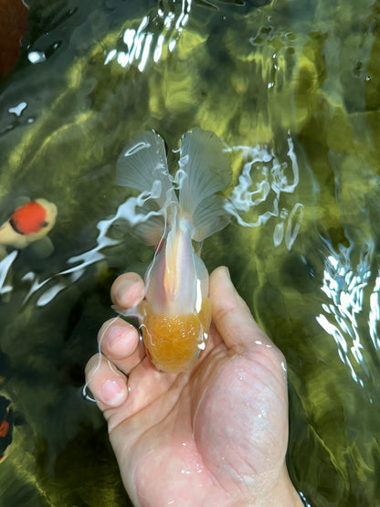 [SINGLE] White Oranda Male 4.5 inches #060625SO_03