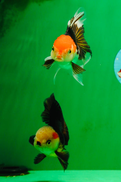 [COUPLE] White Head Male & Red Head Tricolor Female 4-4.5 inches #091925CO_05