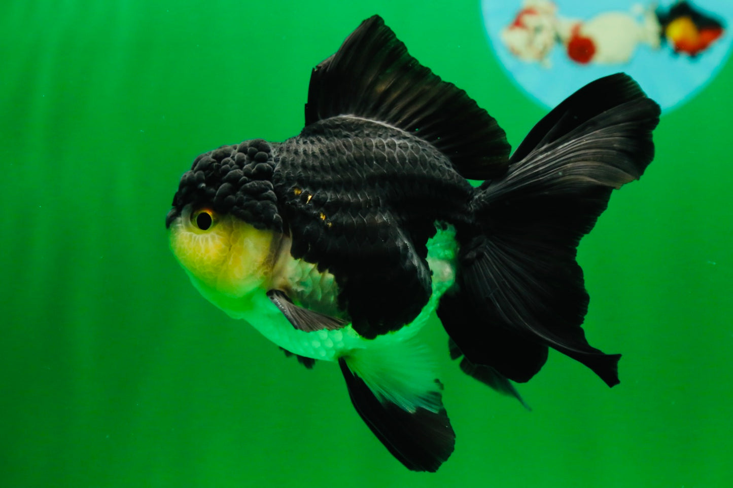 [SINGLE] Panda Oranda Male 4.5 inches #082225SO_08