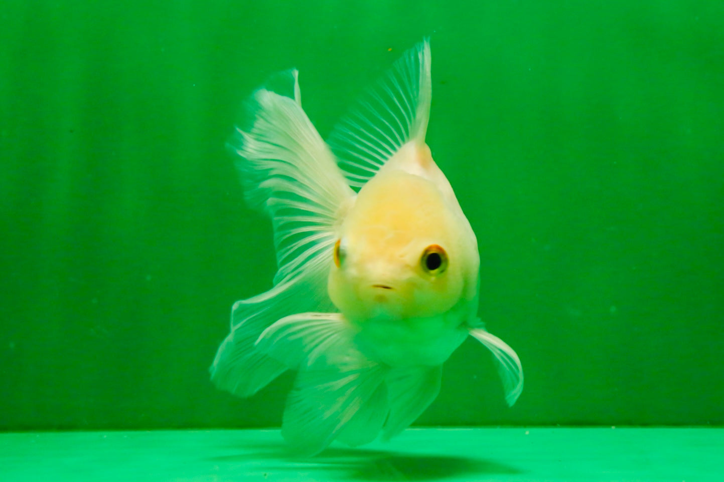 [SINGLE] White Oranda Male 4.5 inches #121925SO_03