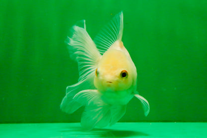 [SINGLE] White Oranda Male 4.5 inches #121925SO_03