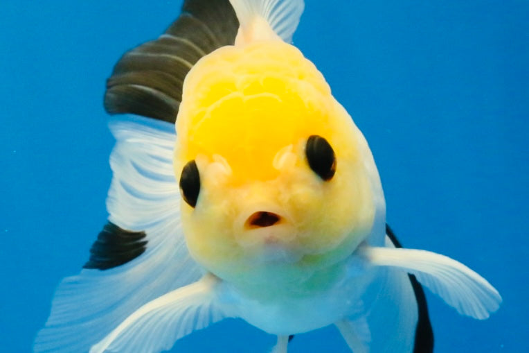 [SINGLE] Lemonhead Bottom Eyes Oranda Male 4.5 inches #022726SO_05
