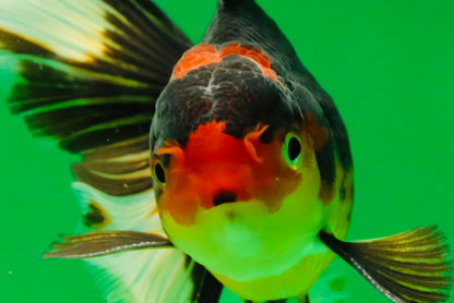 [SINGLE] Tricolor Male 5 inches #101725SO_03