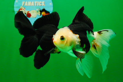 [COUPLE] Tricolor Male & Red White Female Oranda 4.5 inches #101025CO_05