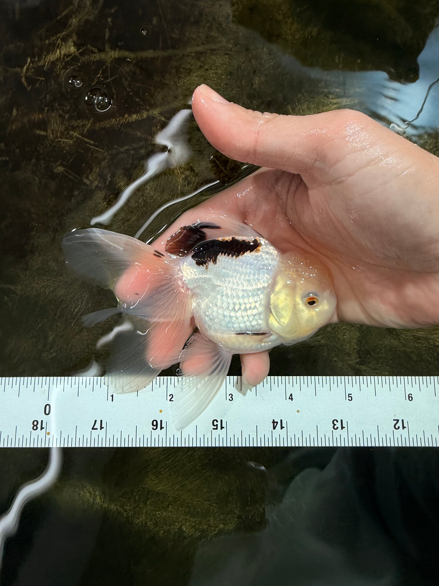 [SINGLE] Tricolor Oranda Male 4.5 inches #112125SO_02