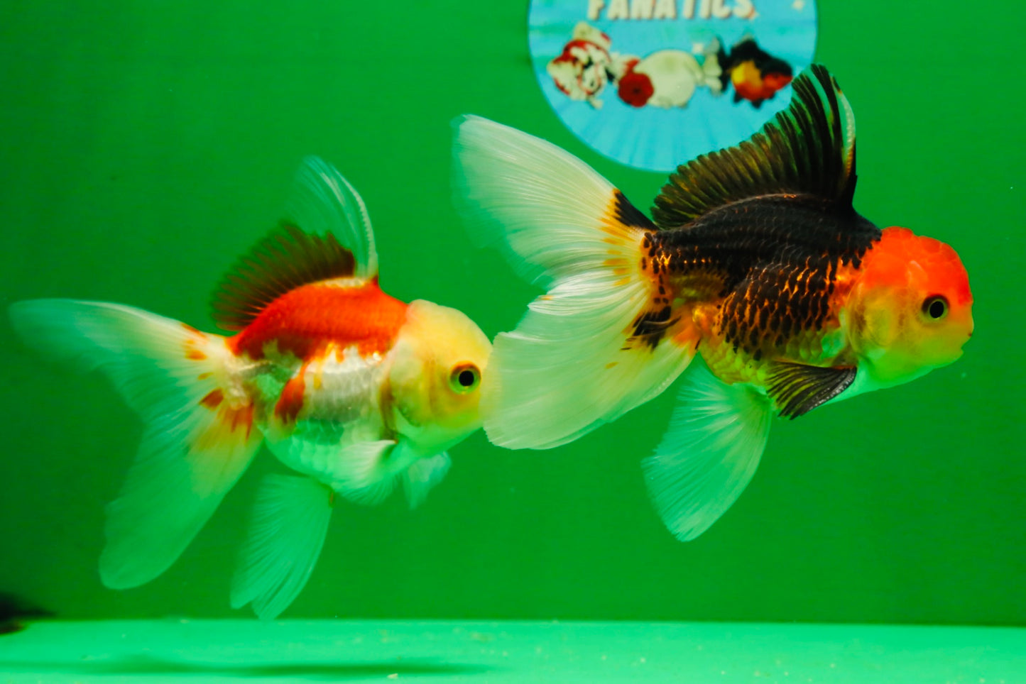 [COUPLE] Tricolor Male & Red White Female Oranda 4-4.5 inches #101025CO_03