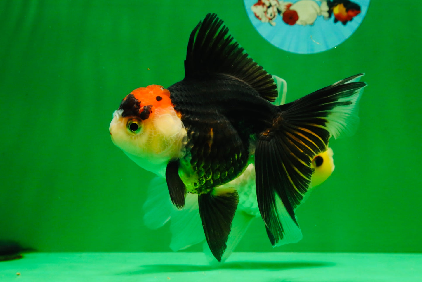 [COUPLE] Lemonhead Male & Tricolor  Female 4.5-5 inches #091925CO_04
