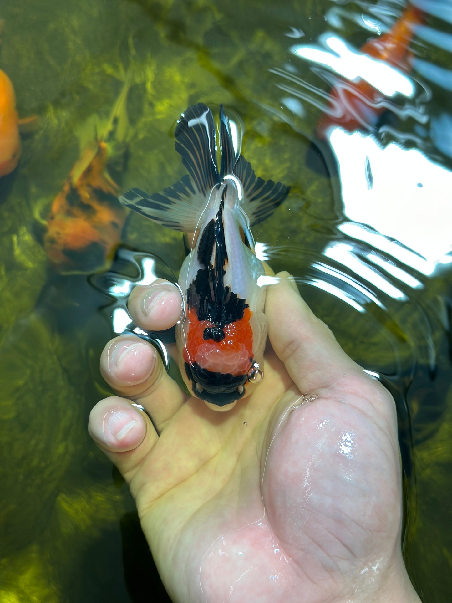 [SINGLE] Tricolor Oranda Male 4 inches #112924SO_10